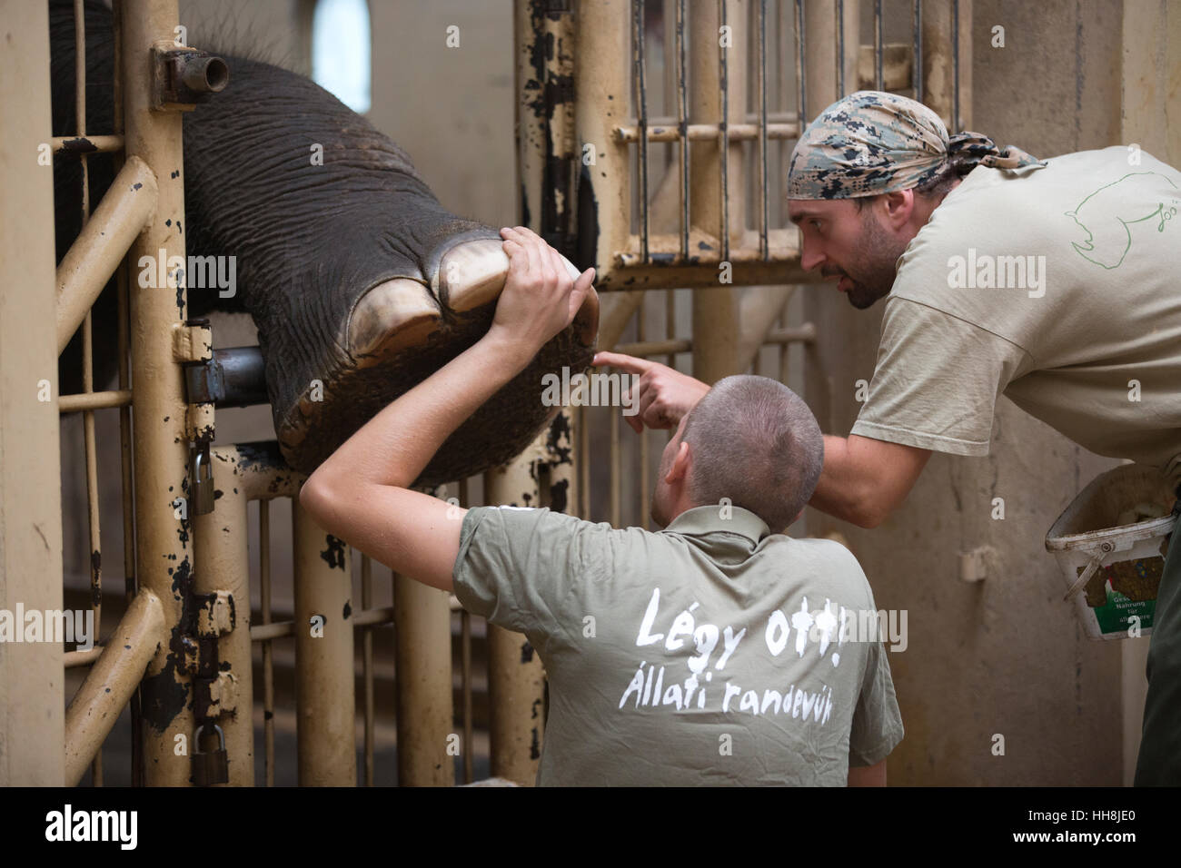 An elephant having its large feet pedicured by a zoo keeper inside Budapest Zoo, one of the oldest zoos in the world, Budapest, Hungary, Europe Stock Photo