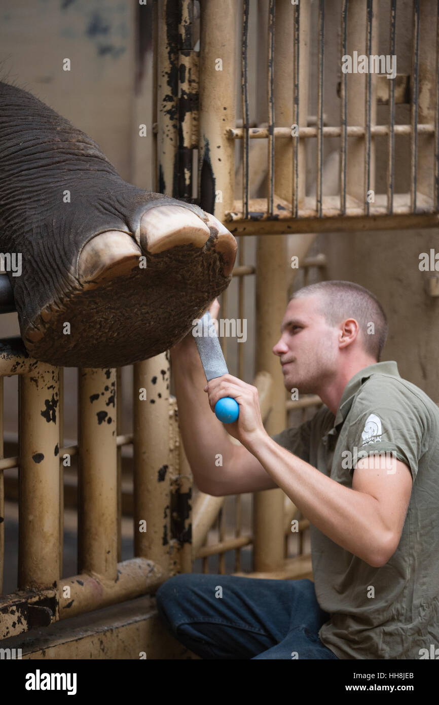 An elephant having its large feet pedicured by a zoo keeper inside Budapest Zoo, one of the oldest zoos in the world, Budapest, Hungary, Europe Stock Photo