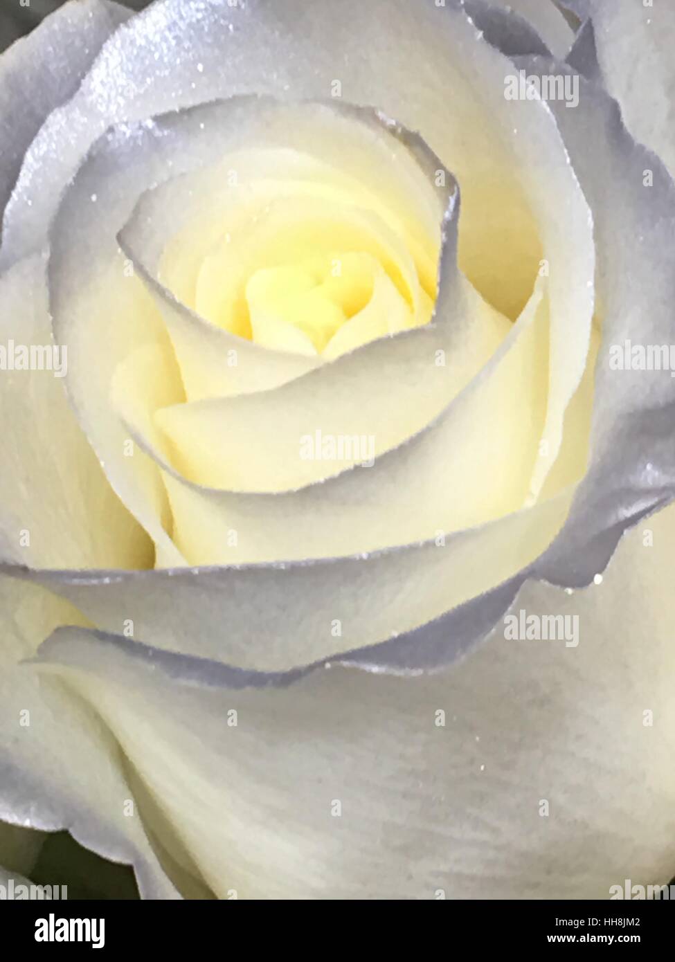 Silver Sprayed White Rose Stock Photo