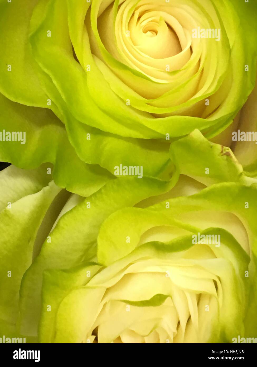 Lime Green Roses Stock Photo