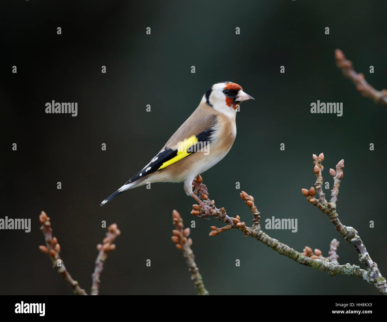 Goldfinch, Carduelis carduelis, on winter branch Stock Photo