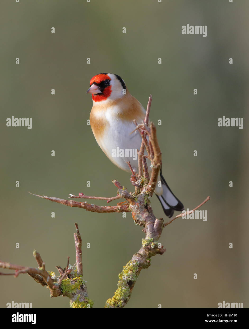 Goldfinch, Carduelis carduelis, on a branch in winter Stock Photo