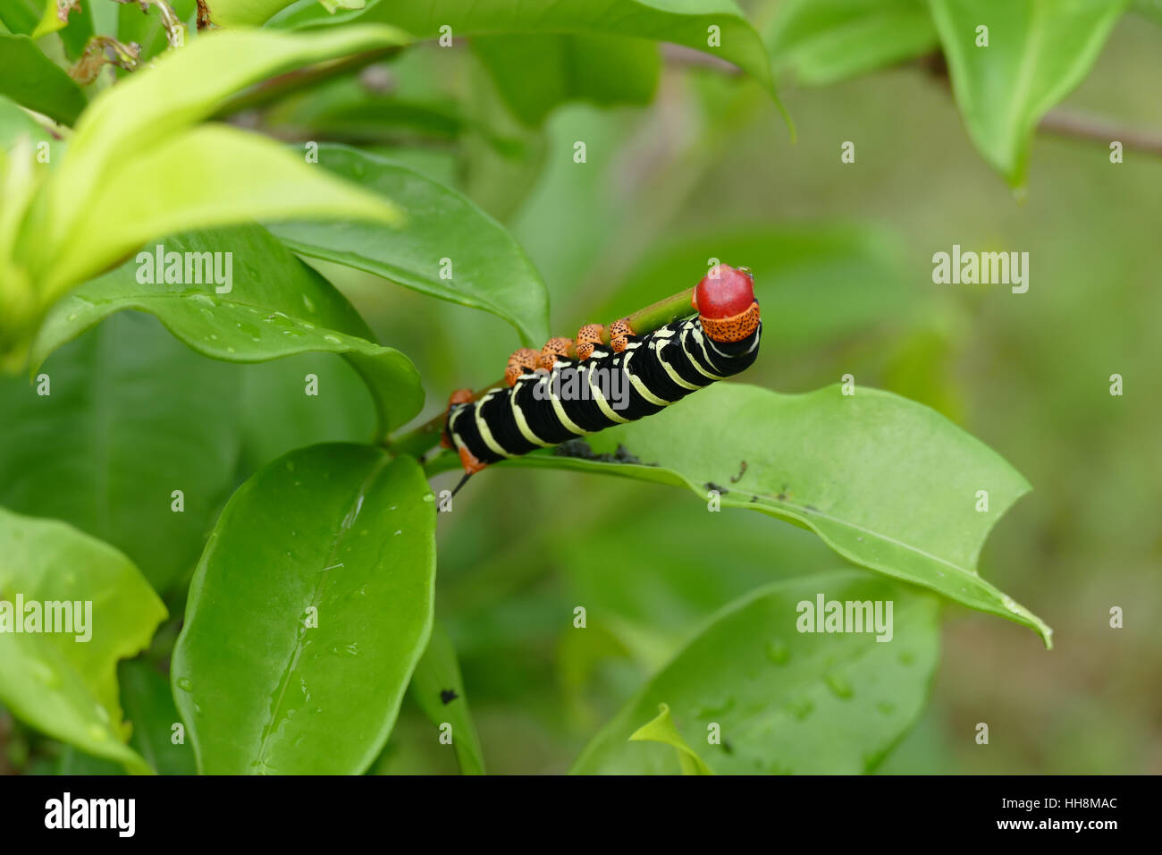giant caterpillar on leaf in the caribbean Stock Photo