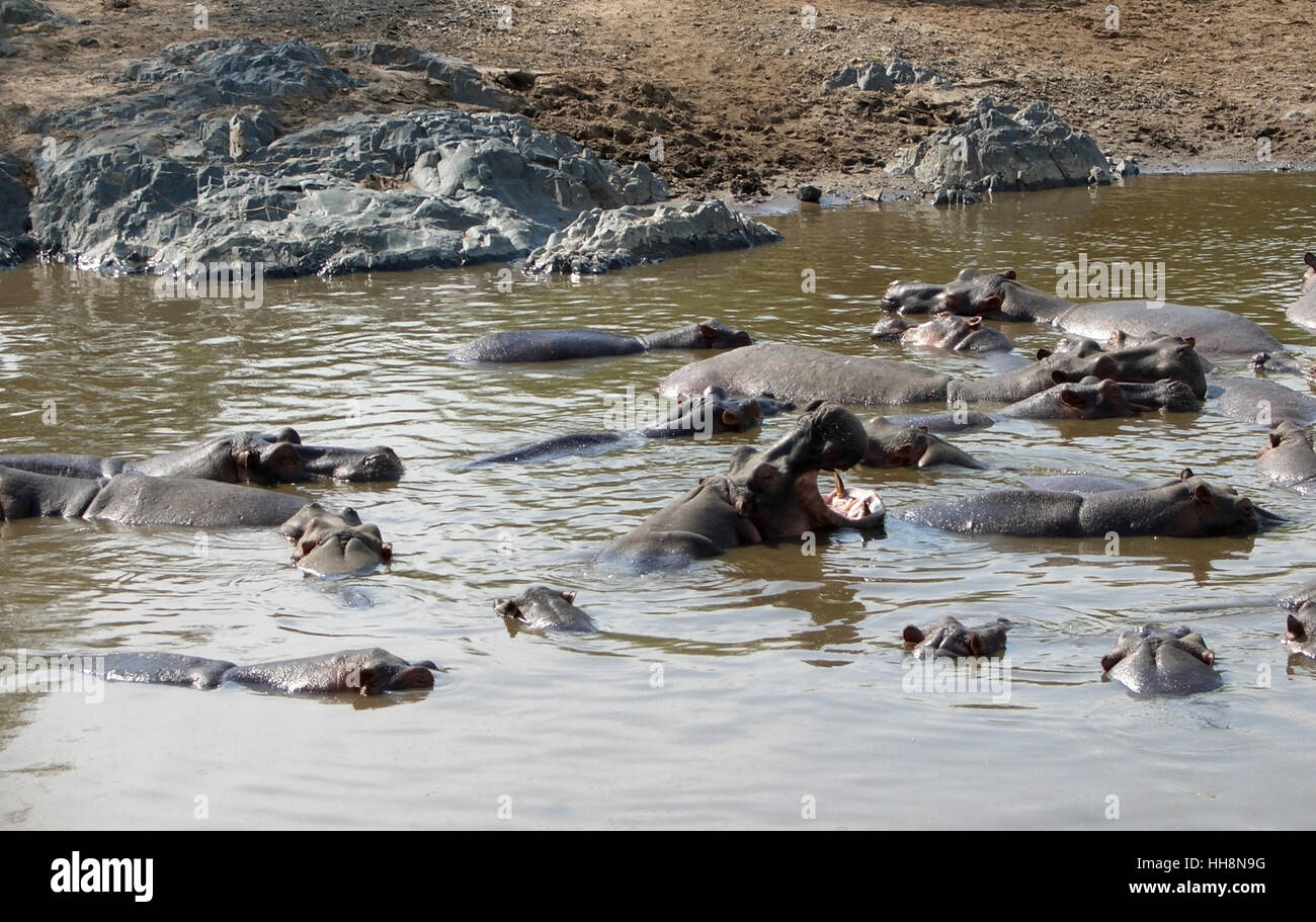 lots of Hippos near the shore in Tanzania (Africa) Stock Photo