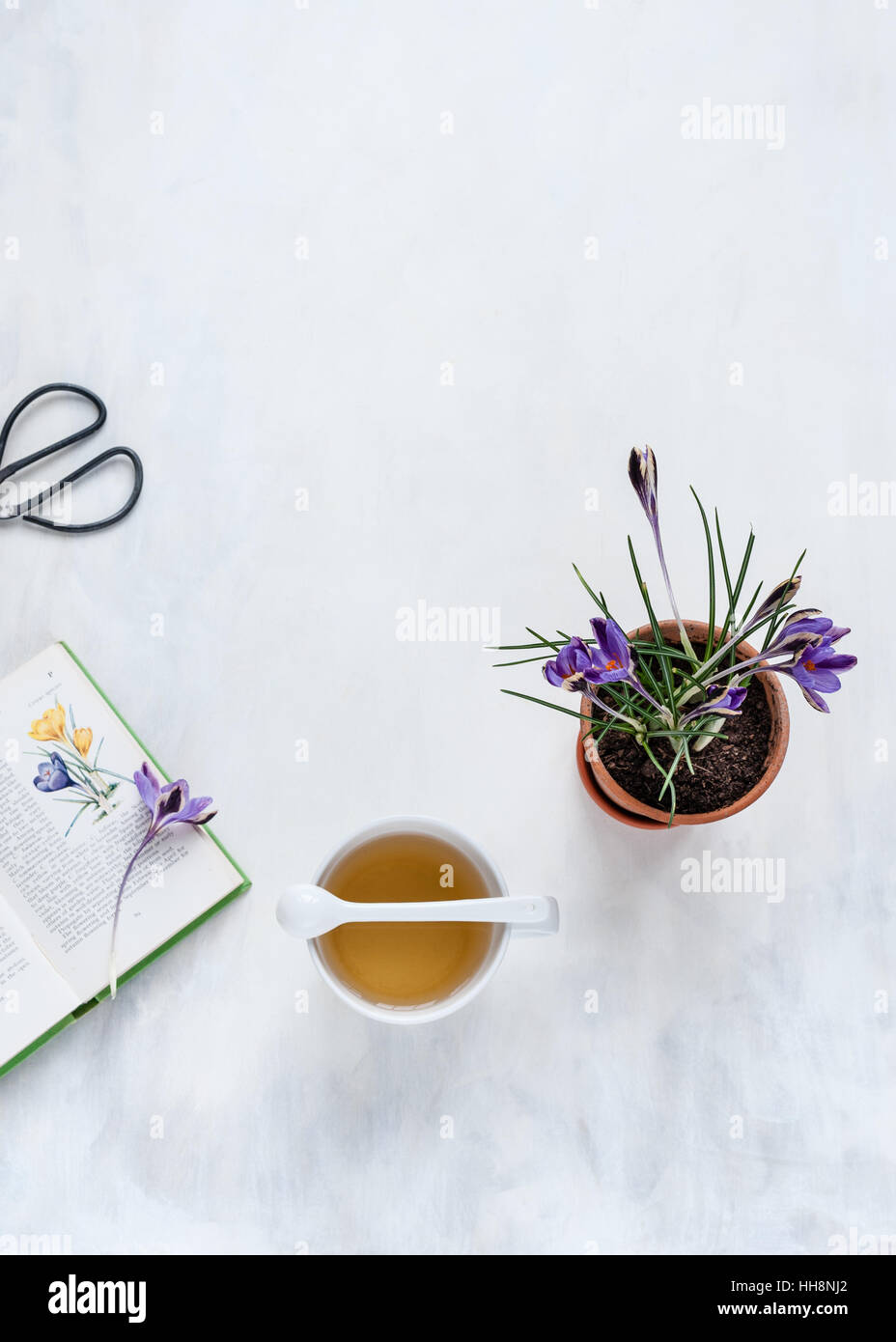 flat lay with potted crocus, open flower book, garden scissors  laid out on white and gray painted backdrop in natural light Stock Photo