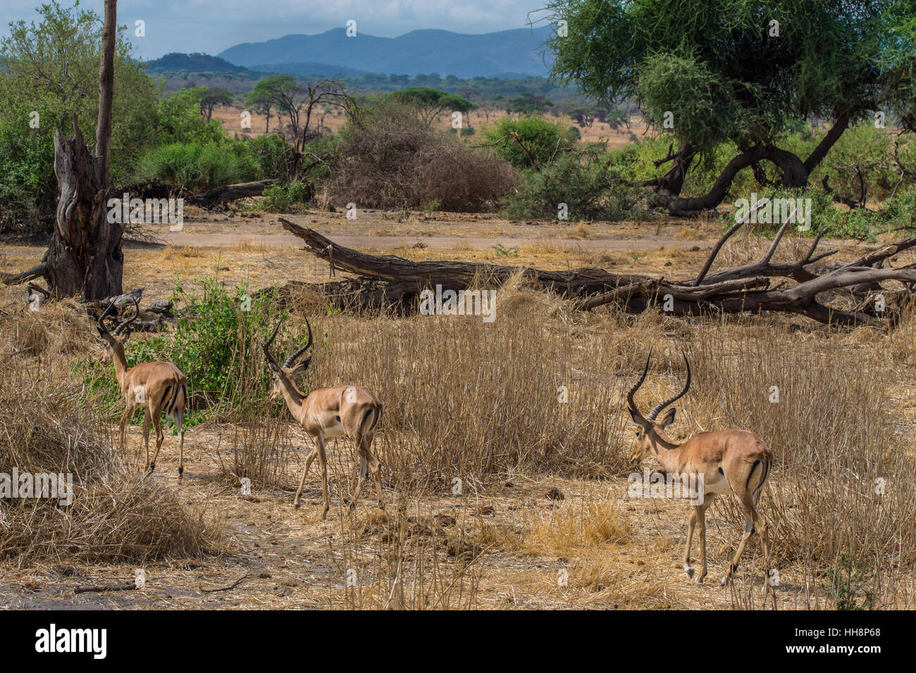 Wildlife, cute impalas are running on their free home, safari Stock Photo