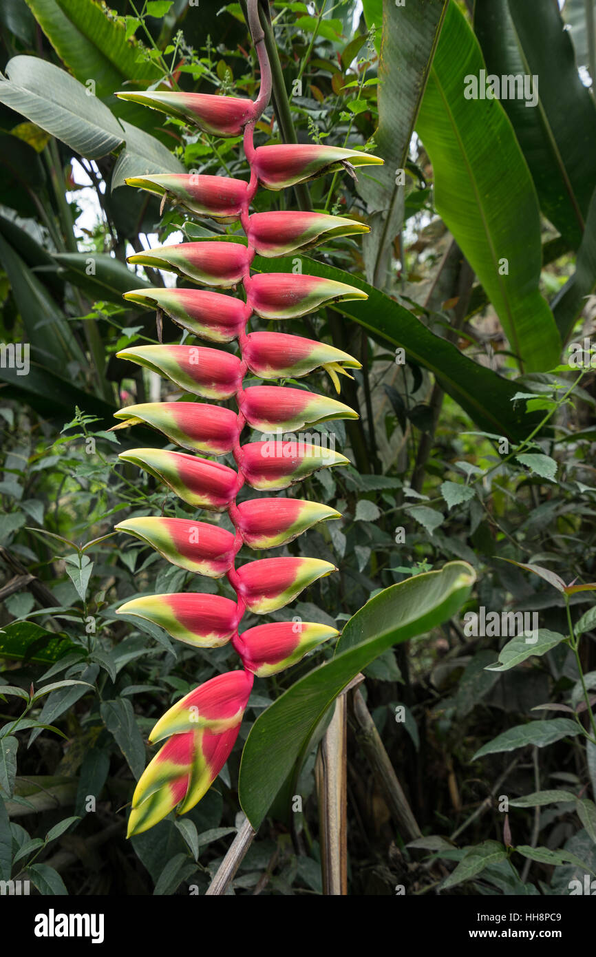 Heliconia rostrata hanging flower in Colombia called also lobster claw Stock Photo