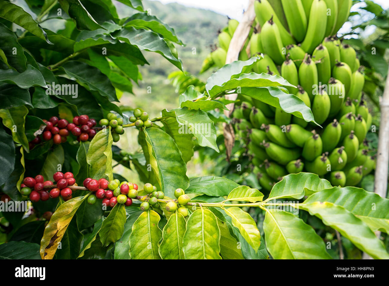 Bananas and coffee trees closeup in Colombia Stock Photo - Alamy