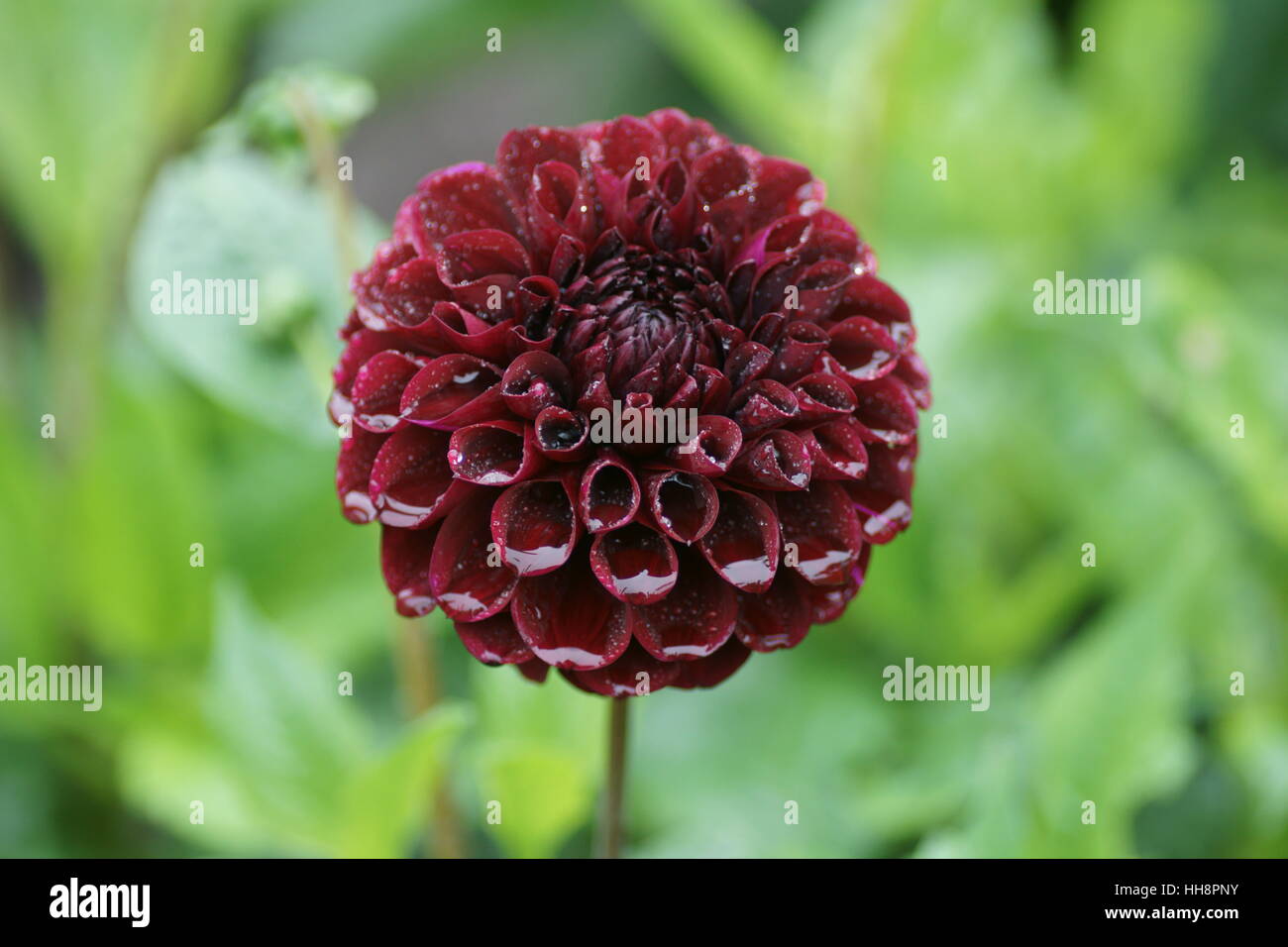 Dahlia 'Aurora's Kiss' Stock Photo Alamy