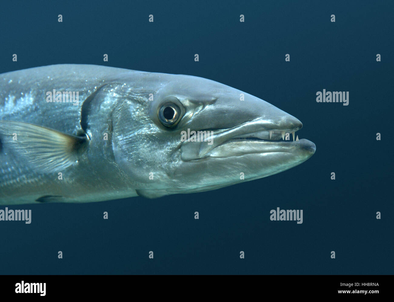 Great Barracuda - Sphyraena barracuda Stock Photo