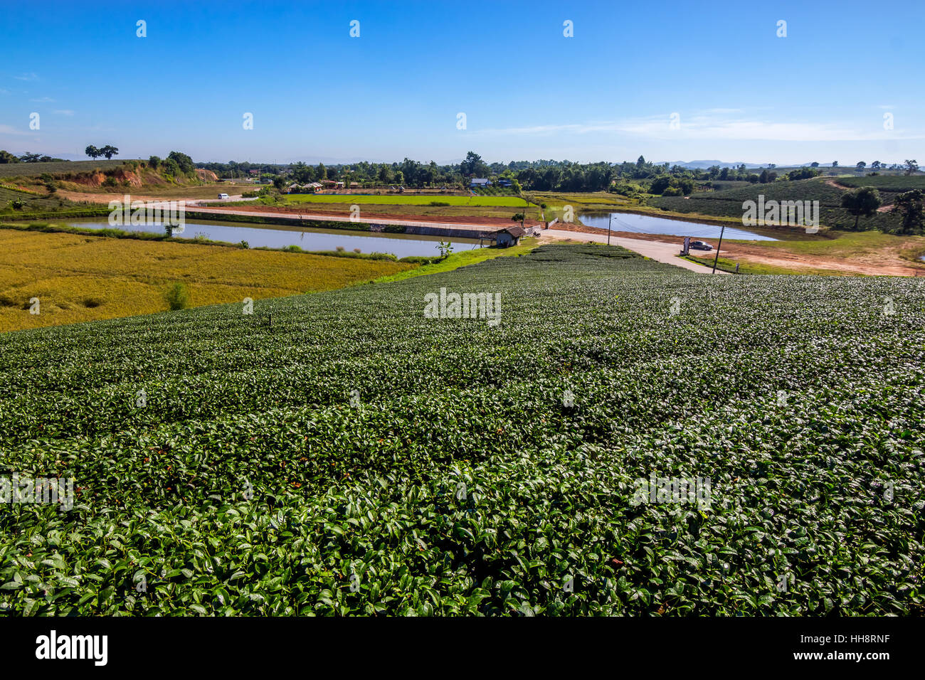 Tea plantation in Chiang rai province, north Thailand Stock Photo