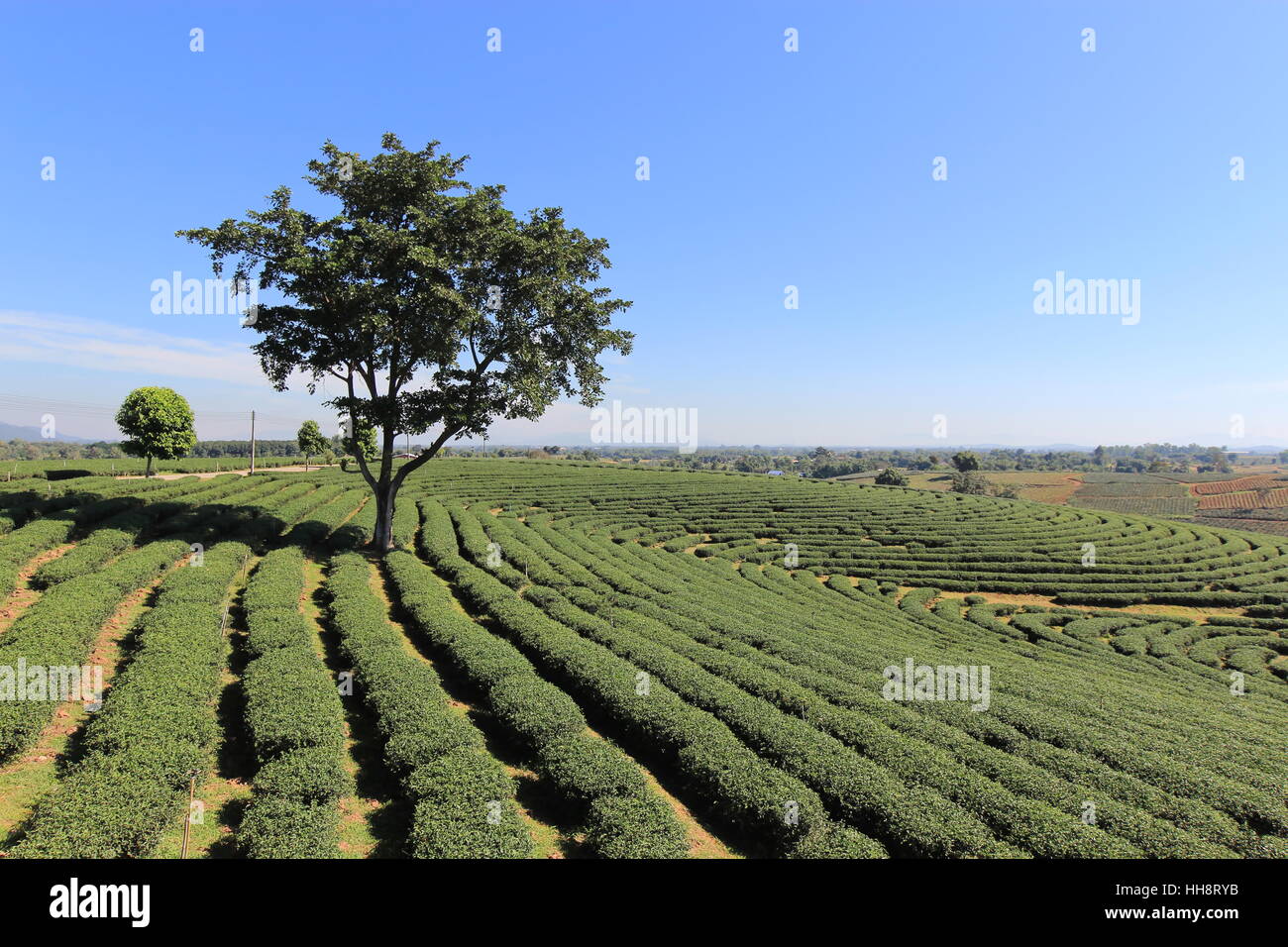 Tree in the tea plantation with blue sky background Stock Photo