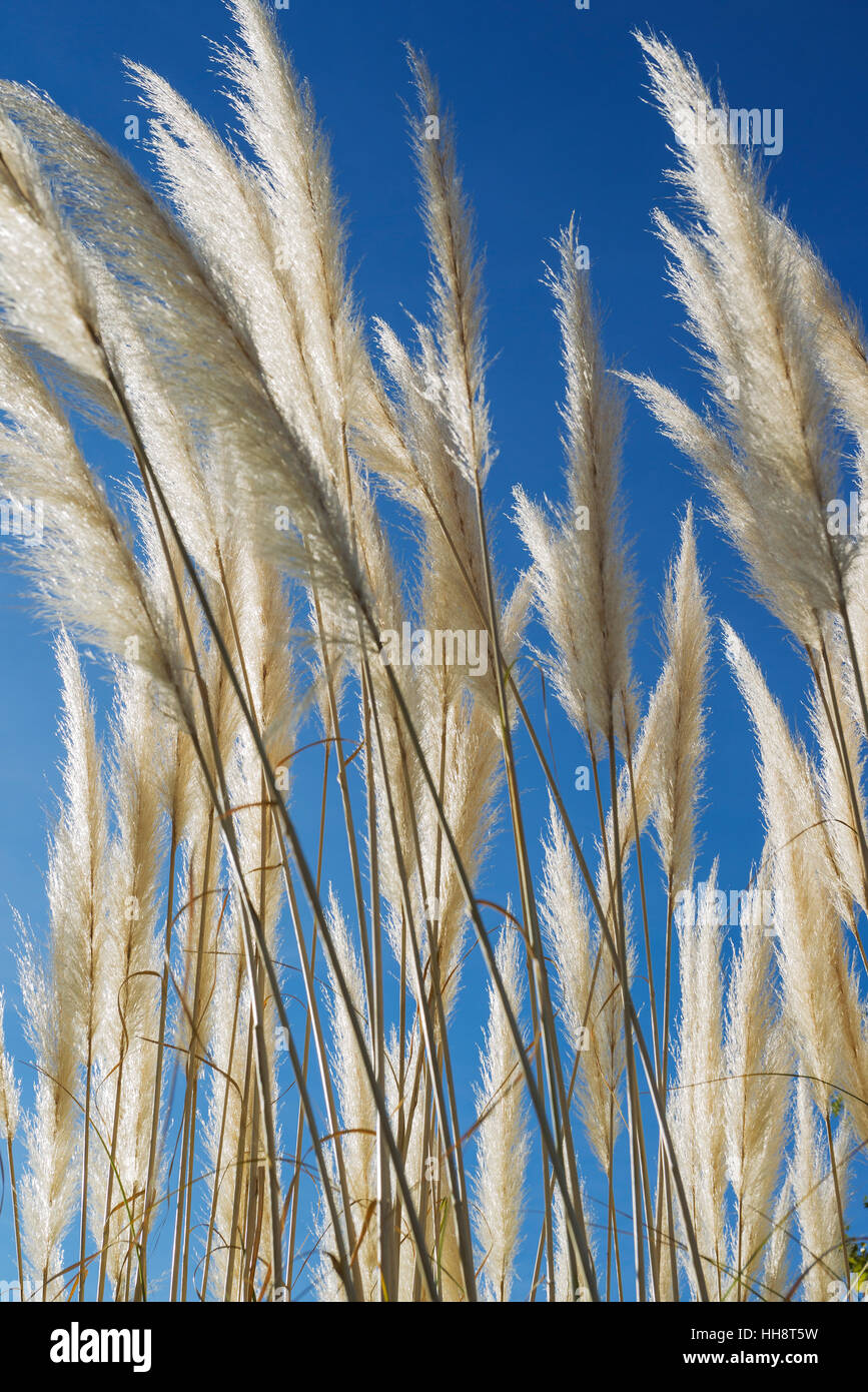 Pampas grass (Cortaderia selloana), flowers, Granada, Andalusia, Spain