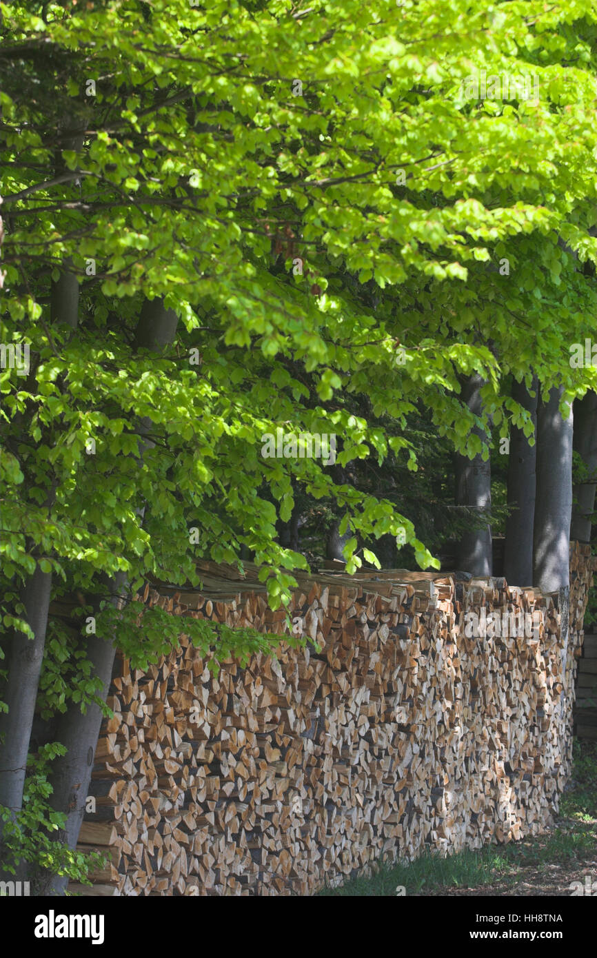 Stack of wood, beech trees Stock Photo