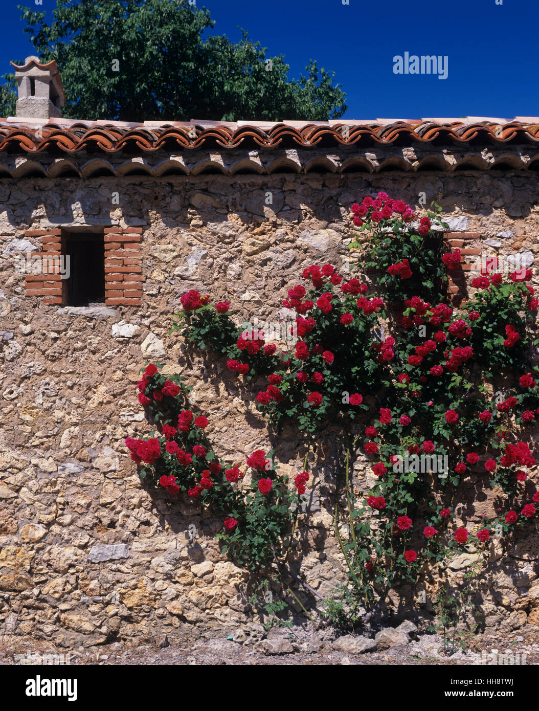 Stonewall overgrown with red roses, France, LanguedocRoussillon, St