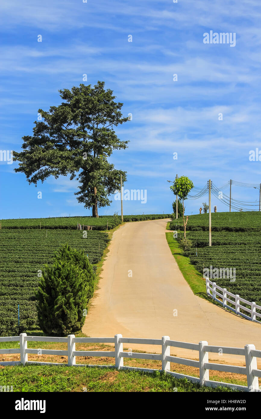 Tea plantation, lone tree and road on the hill in Chiang rai, Thailand Stock Photo
