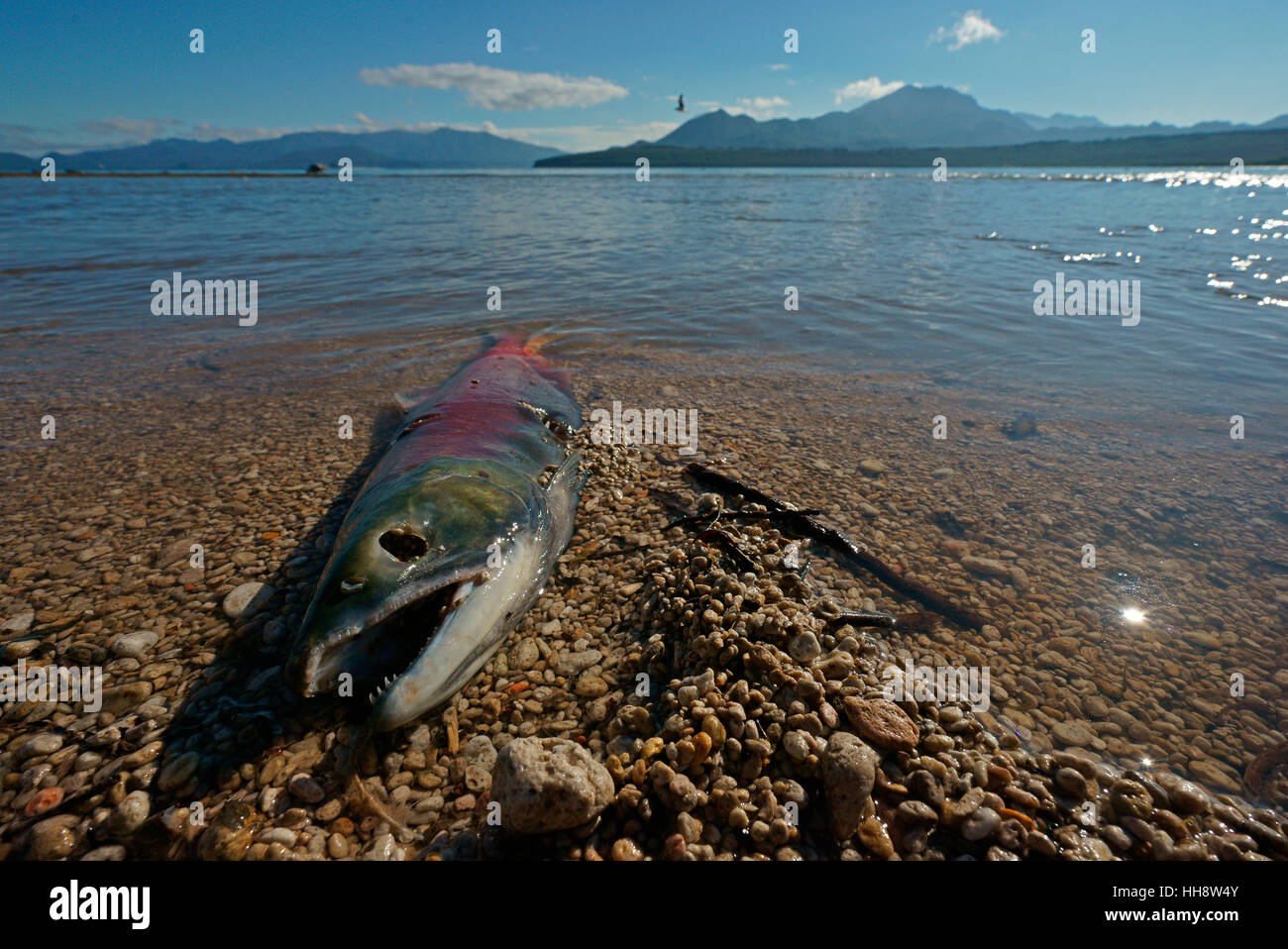Chum salmon (Oncorhynchus keta), dead after spawning, Kamchatka, Russia Stock Photo