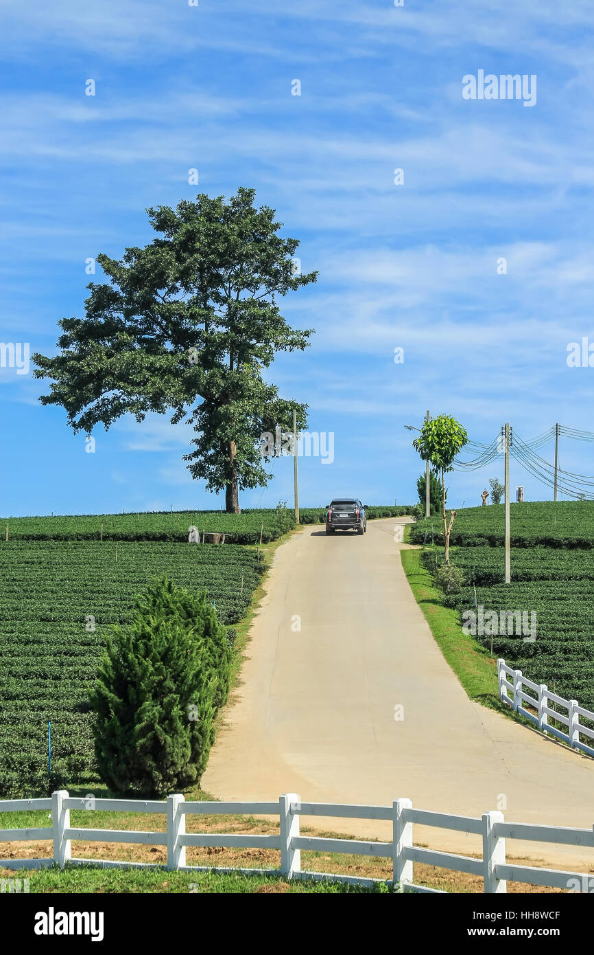 Tea plantation, lone tree and car driving on the hill in Chiang rai, Thailand Stock Photo