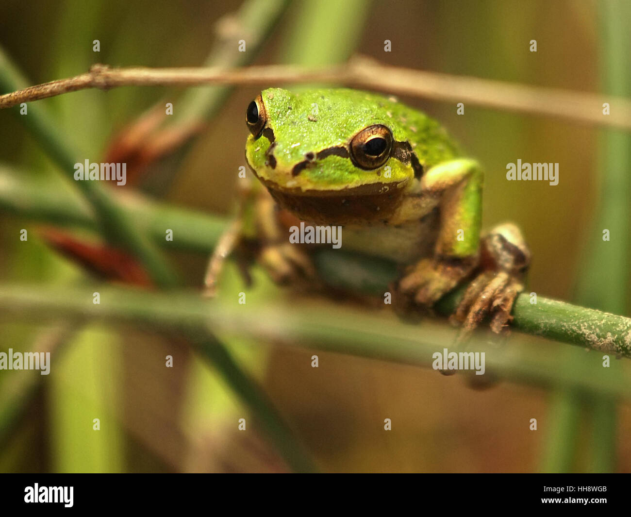 California tree frog hi-res stock photography and images - Alamy