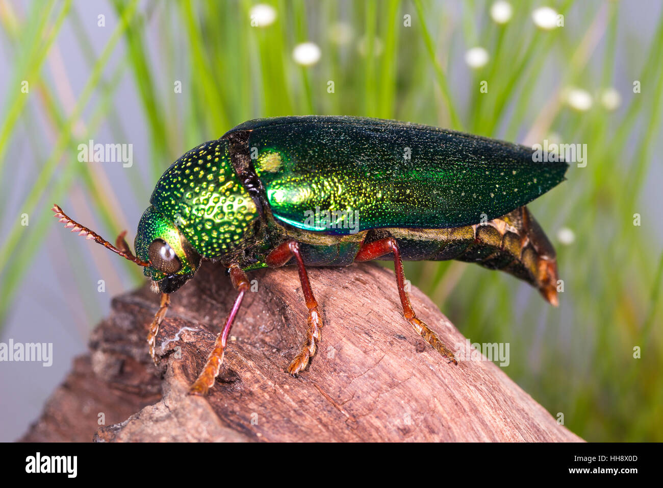 Jewel Beetle (Sternocera ruficornis Stock Photo Alamy
