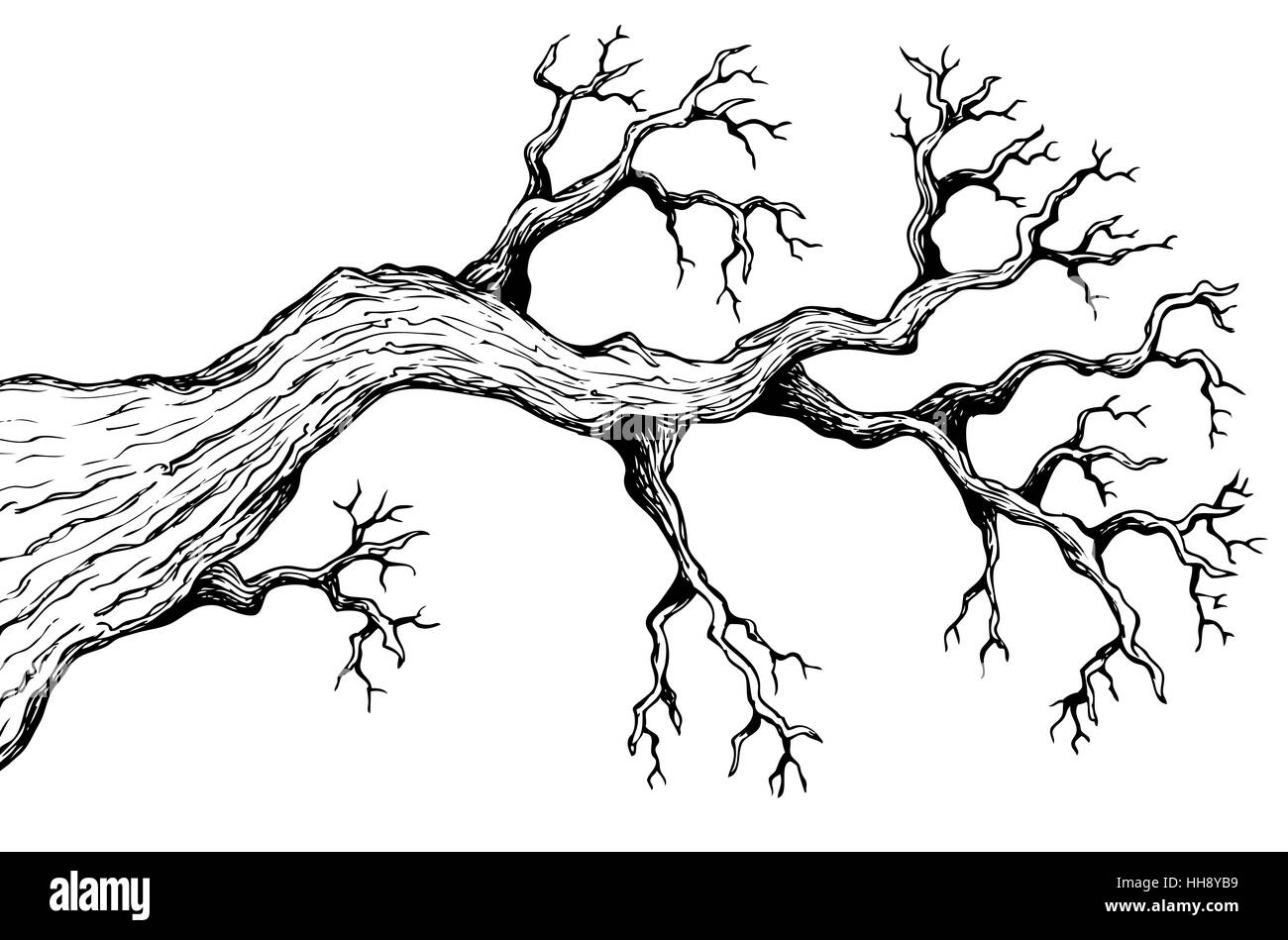 tree branch drawing black and white