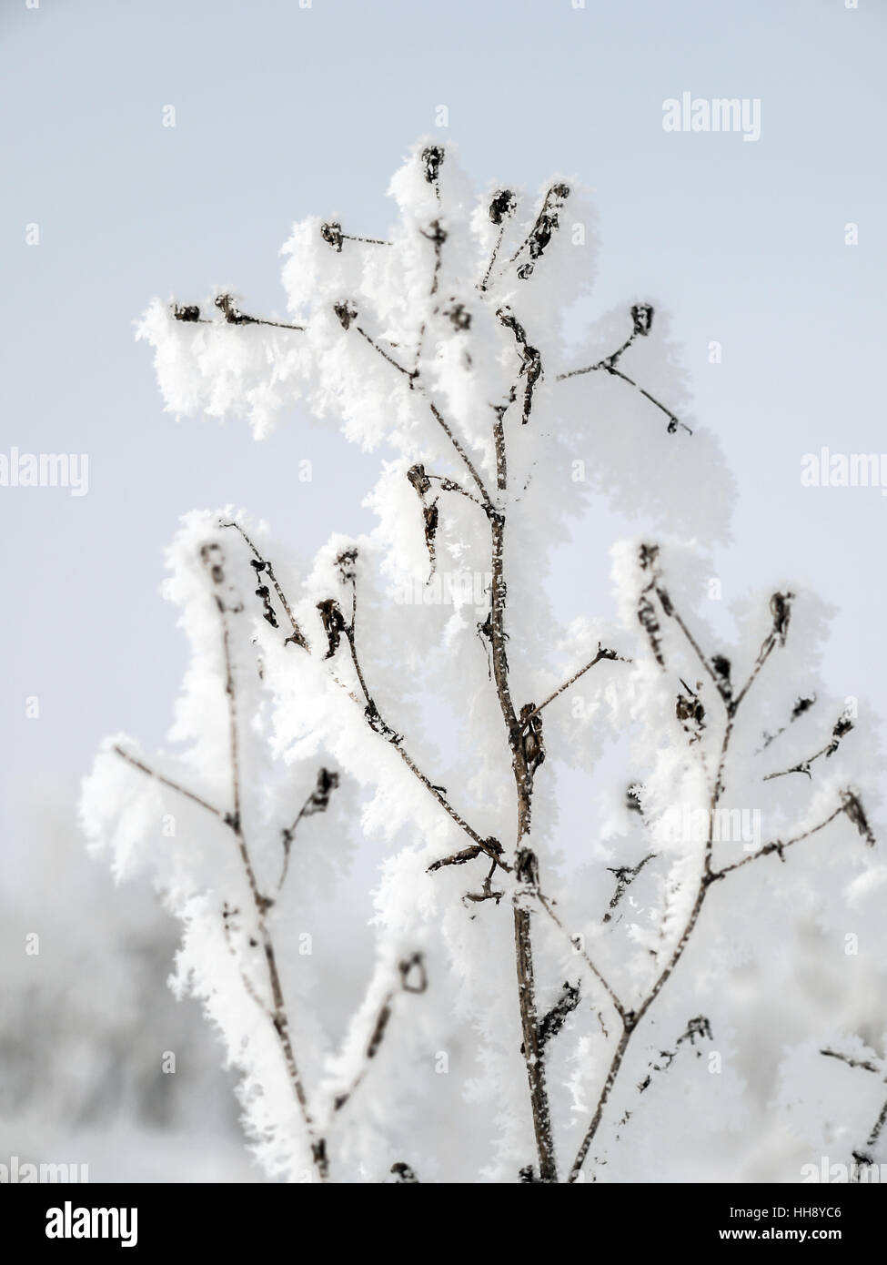 Closeup of frosted plant in winter time Stock Photo