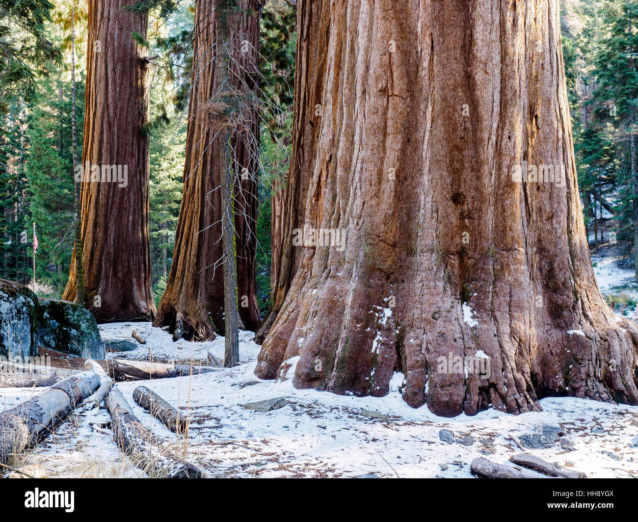 Giant redwood trees near the Giant Forest Museum on the Generals Highway in Sequoia National Park, California. Stock Photo