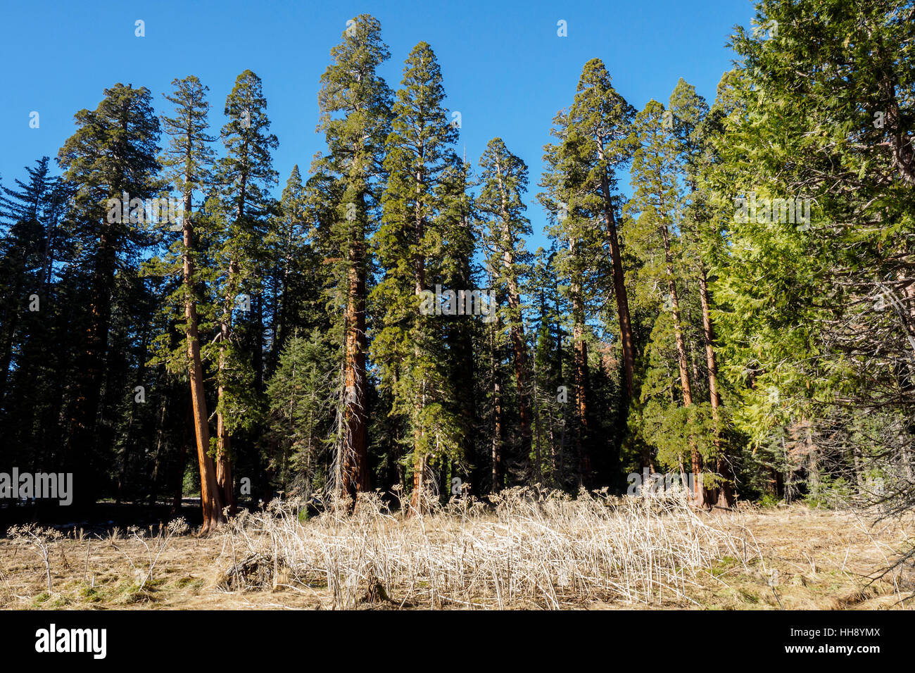Giant redwood trees in the meadow near the Giant Forest Museum on the Generals Highway in Sequoia National Park, California. Stock Photo
