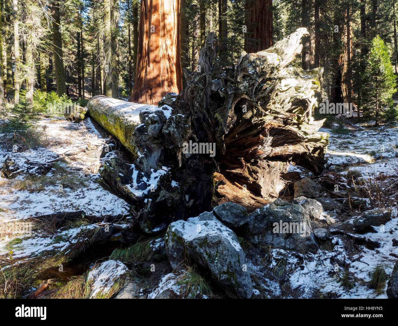 Fallen giant redwood tree near the Giant Forest Museum on the Generals Highway in Sequoia National Park, California. Stock Photo