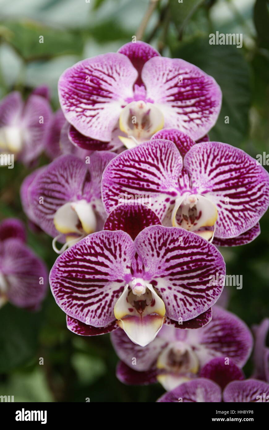 A close up photo of orchids. Stock Photo