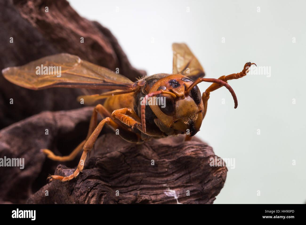 Orange Wasp, Threaten action on stump wood Stock Photo