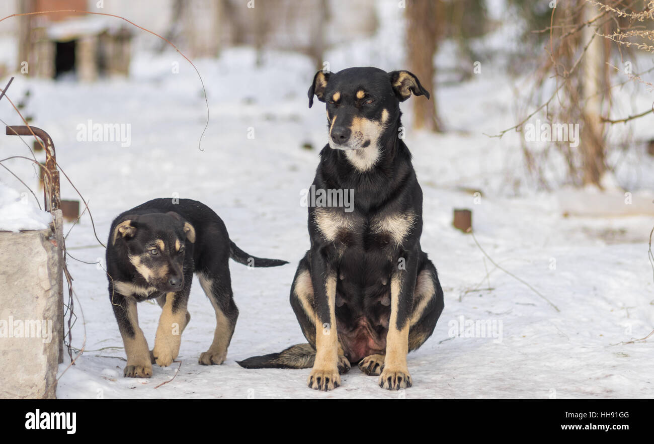 Black stray puppy guarding the territory while mom sitting next on a snow Stock Photo