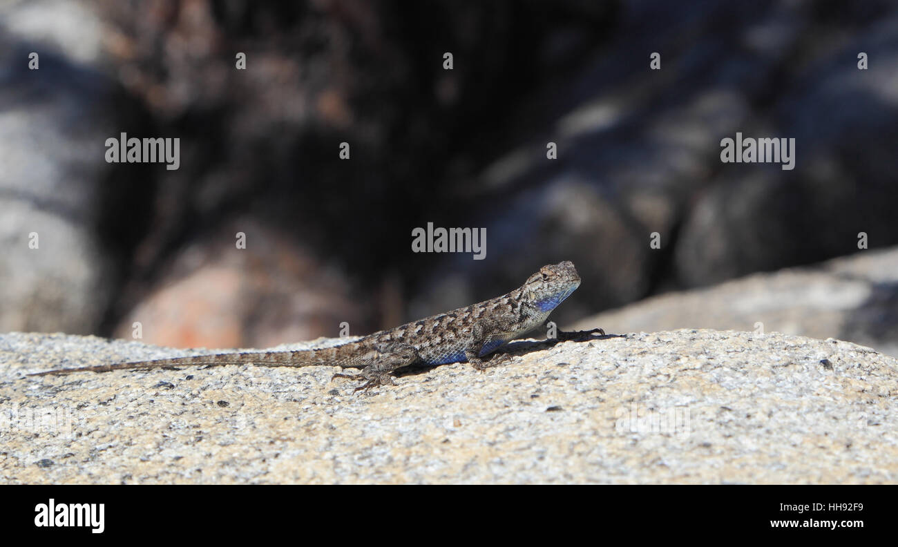 The distinctive blue patches are visible in this male Sagebrush Lizard (Sceloporus graciosus). Photographed at Yosemite National Park. Stock Photo