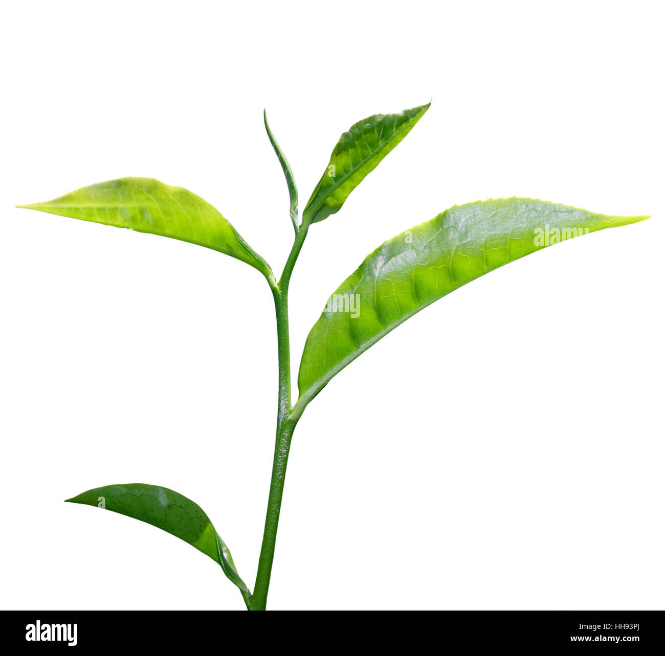 fresh green tea leaf isolated on white background Stock Photo - Alamy