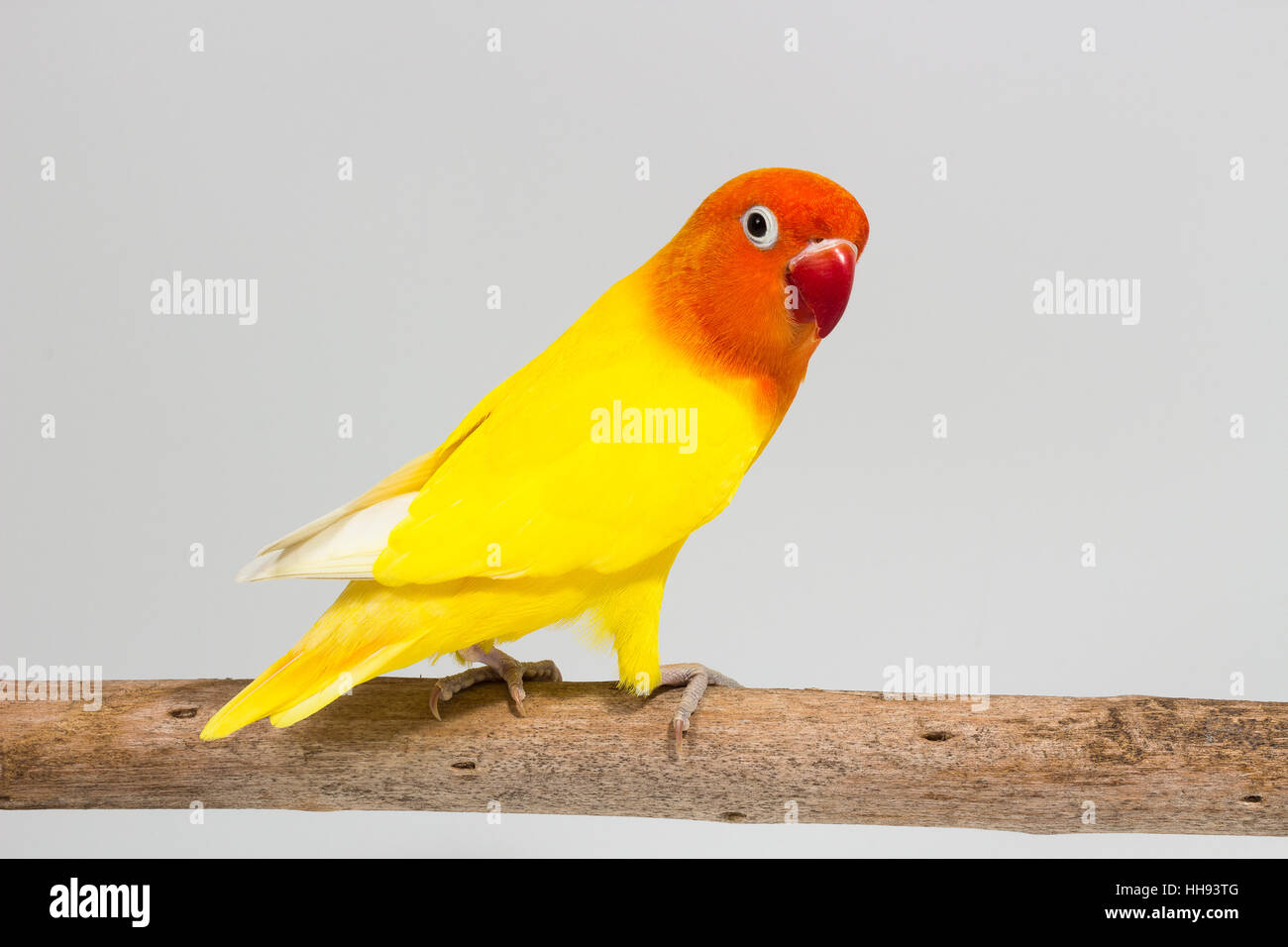 Double Yellow Lovebird on branch and white background Stock Photo