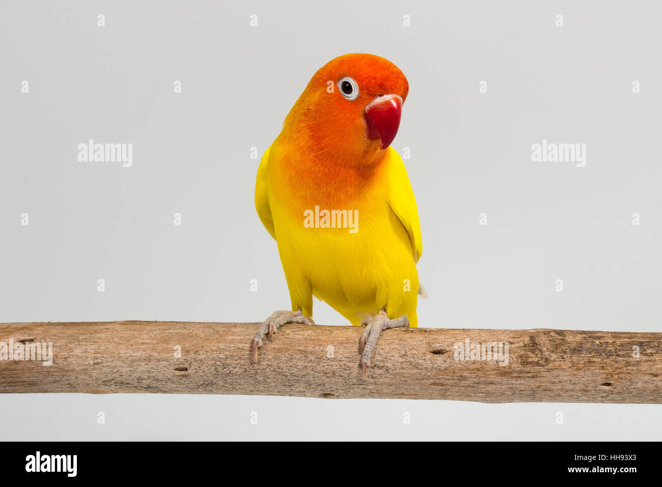 Double Yellow Lovebird on branch and white background Stock Photo