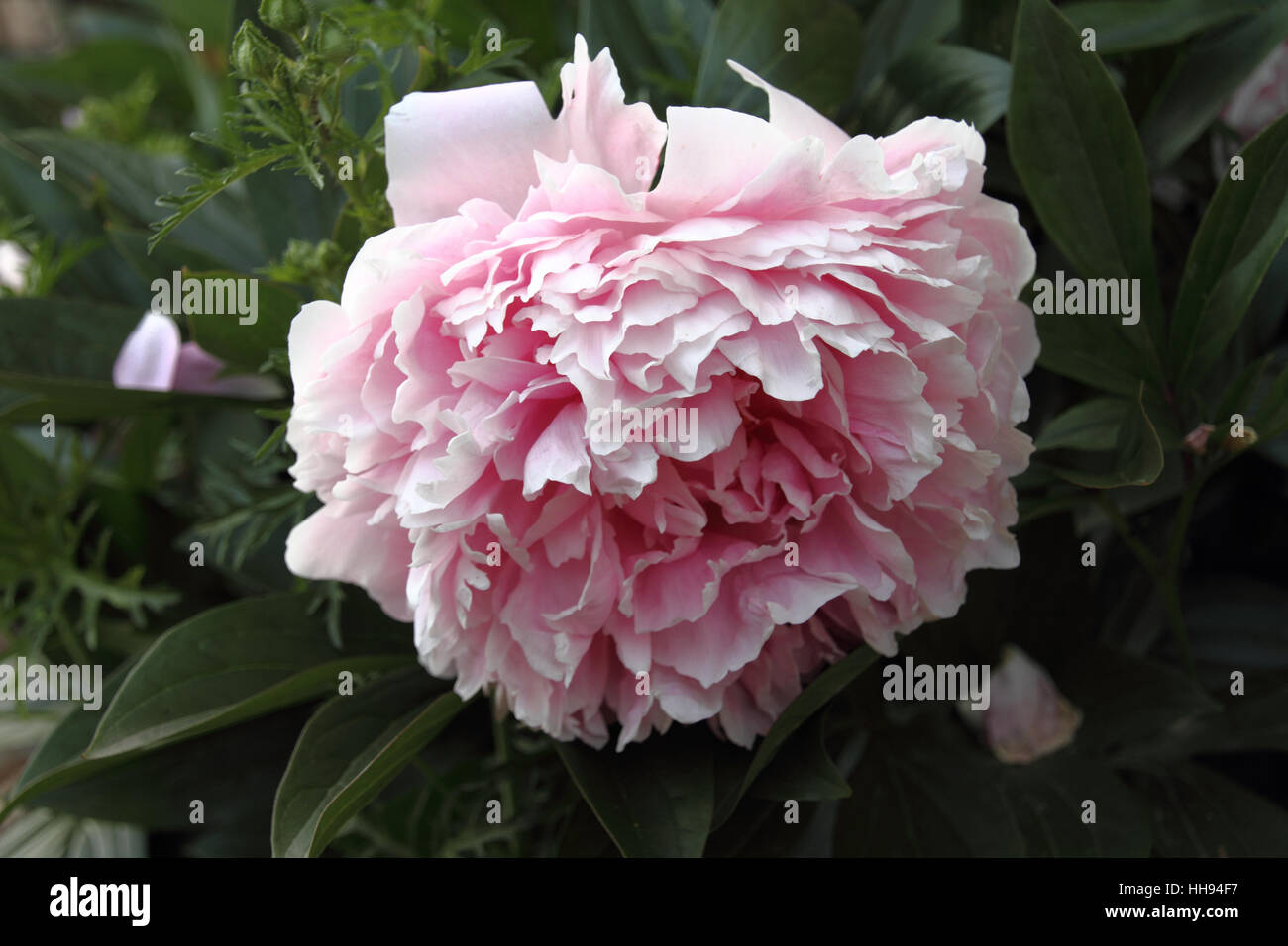 garden, flower, plant, peony, rose, bloom, blossom, flourish