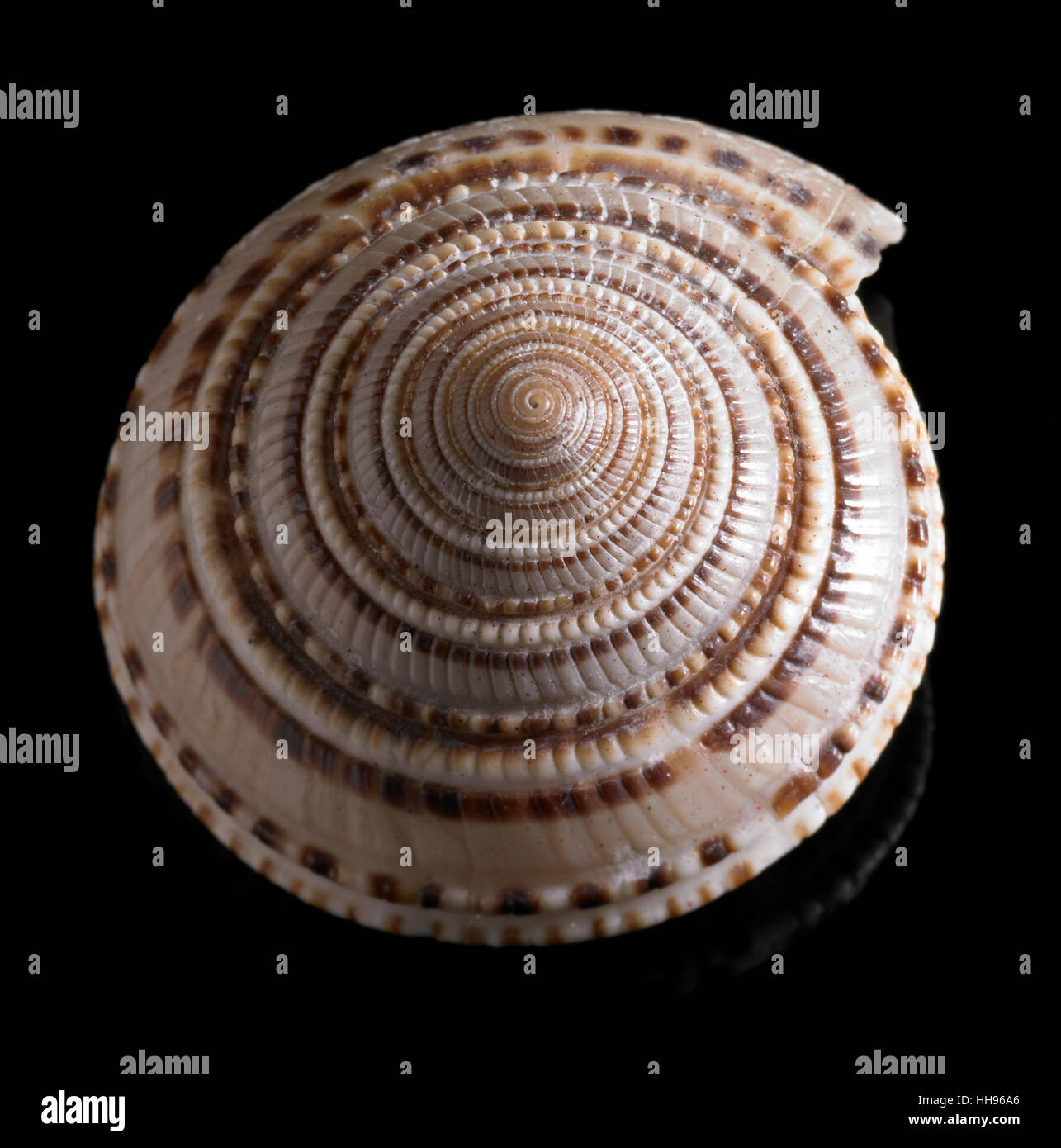 spiral, snail, snail shell, seafood, macro, closeup, macro admission