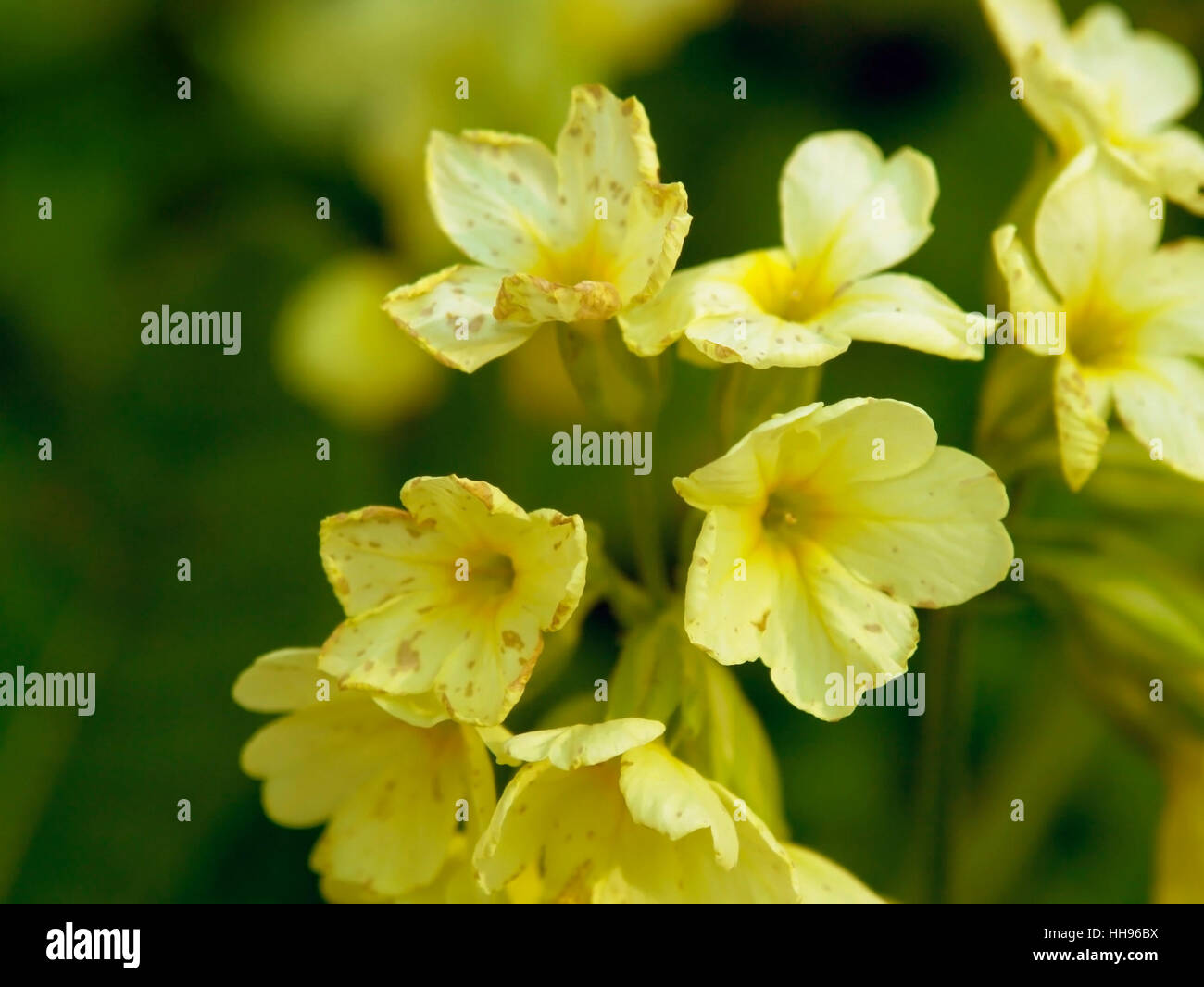 green, bloom, blossom, flourish, flourishing, spring, petal, primrose, yellow, Stock Photo