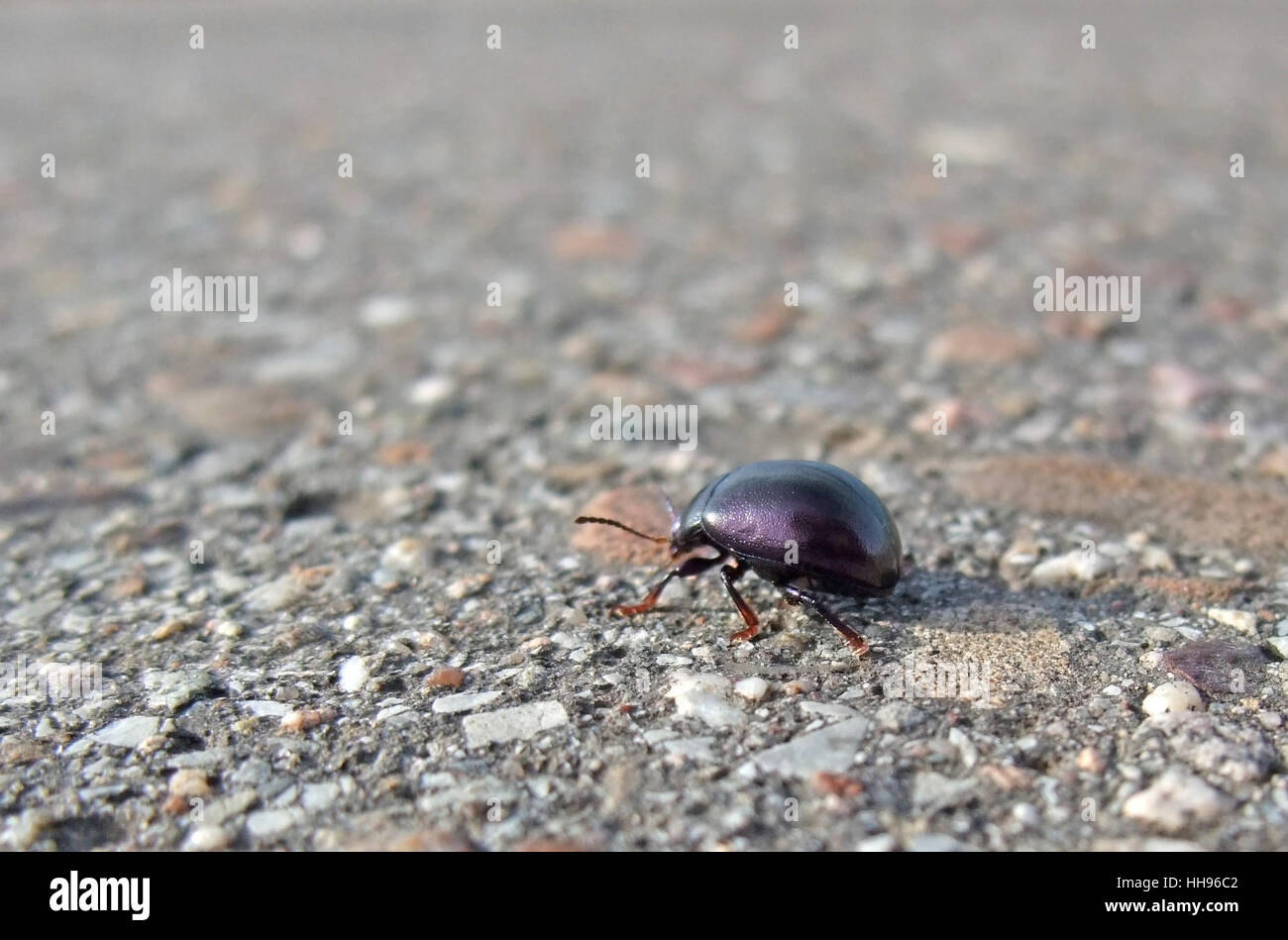 low angle closeup showing a bug named 'Cysolina sturmi' walking on pavement Stock Photo