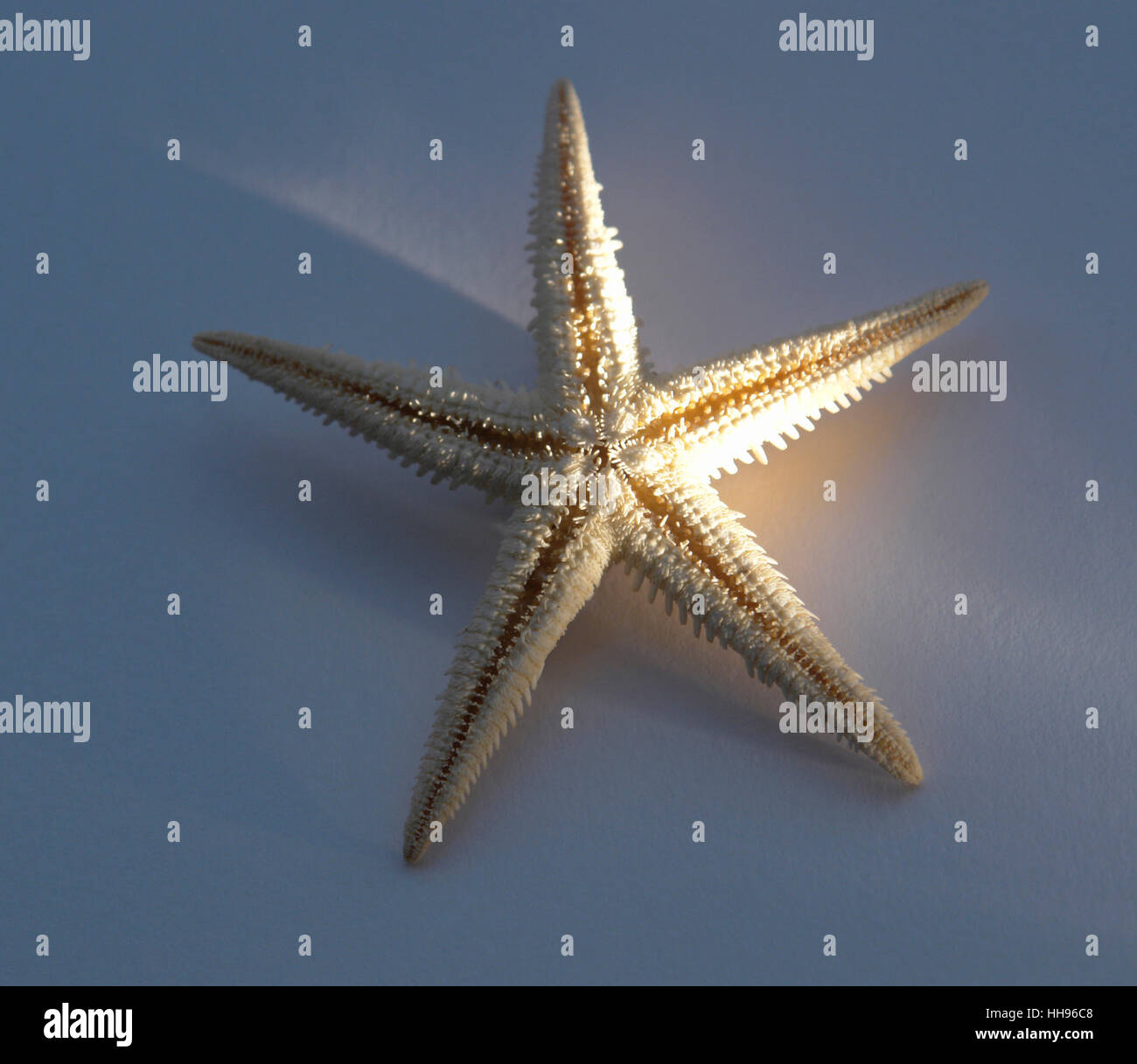 decorative starfish in blue back with streak of light Stock Photo