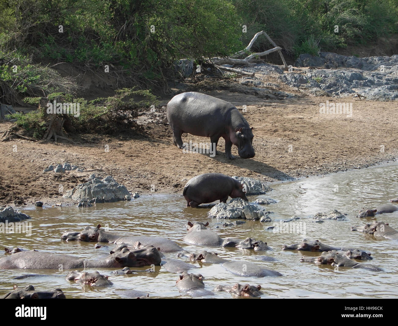 some Hippos at a sandy bank in Tanzania (Africa) Stock Photo