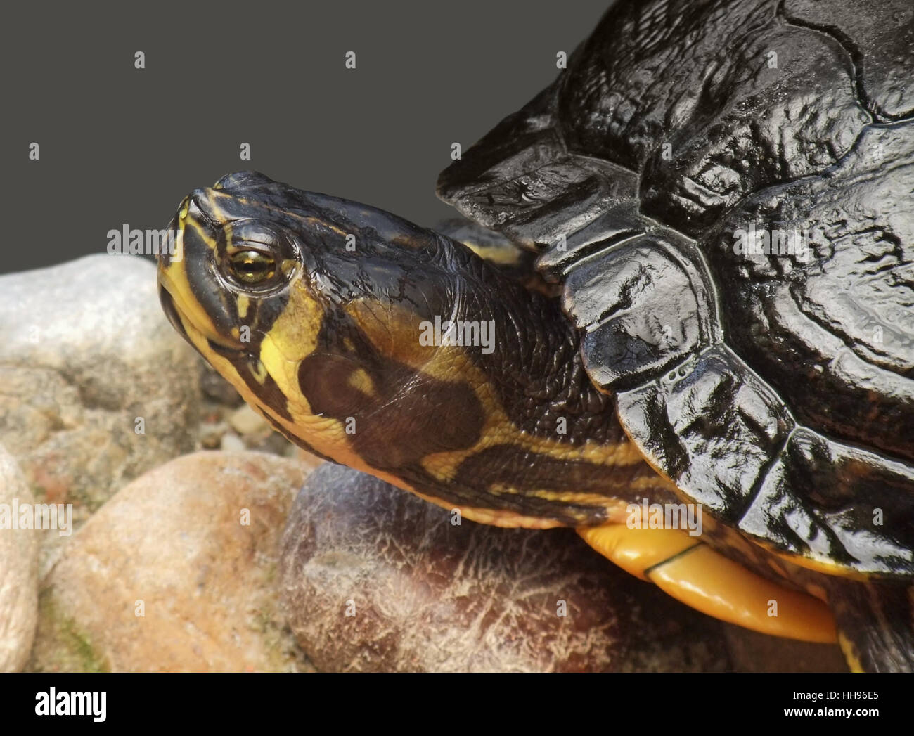 sideways portrait of a freshwater turtle in stony ambiance Stock Photo ...