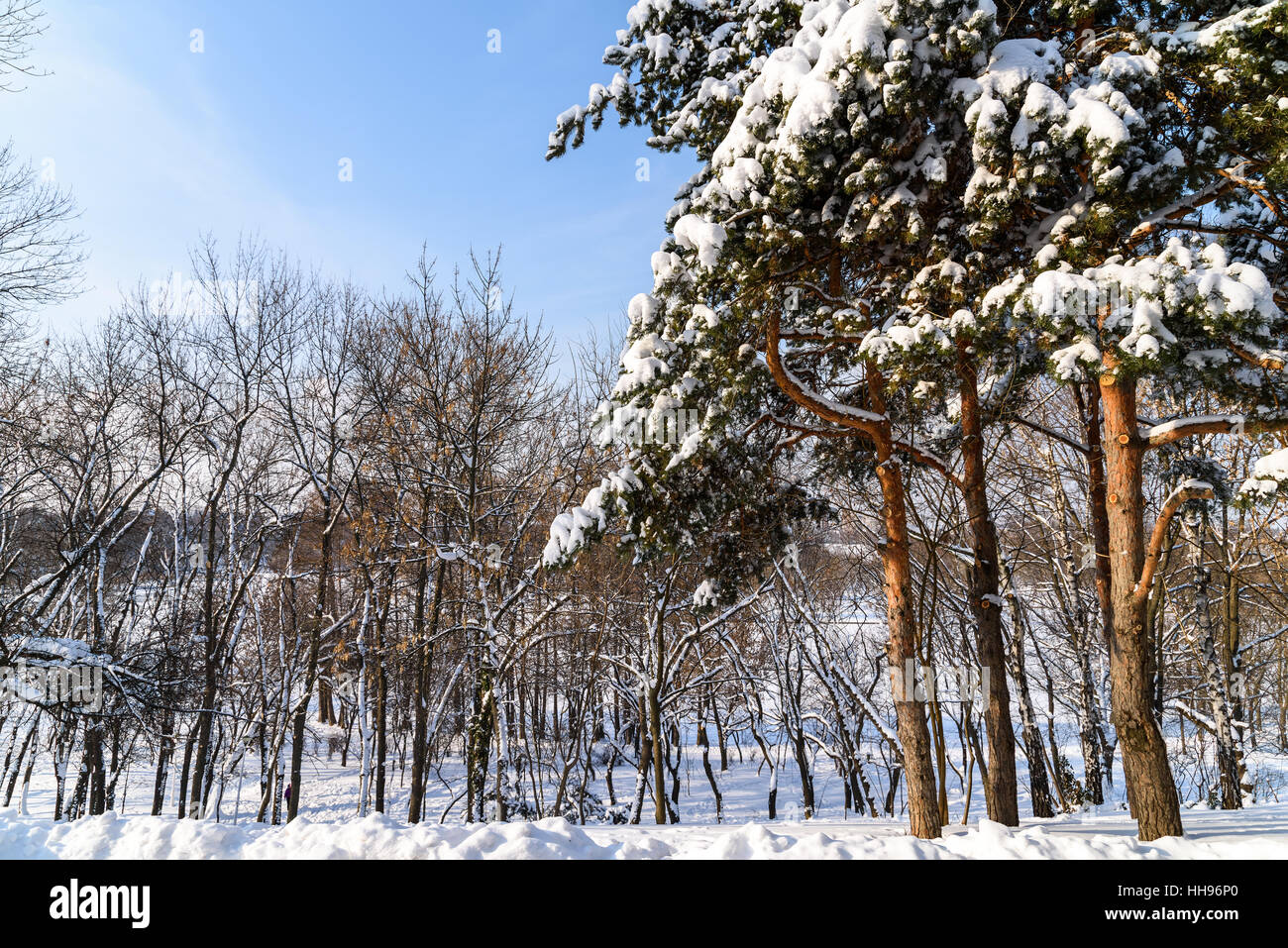 Forest Trees Covered With White Winter Snow Stock Photo - Alamy