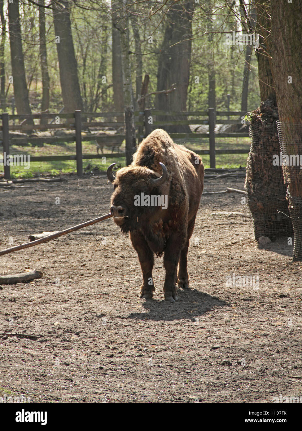 bison, boredom, wild animal, nature, relaxation, animal, mammal, wood, brown, Stock Photo