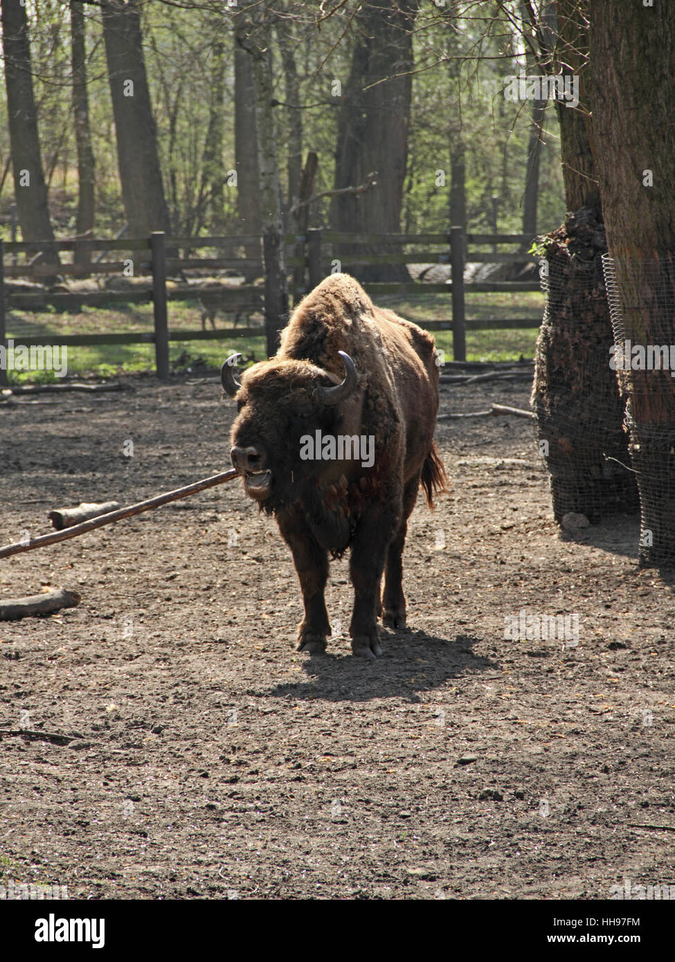 bison, boredom, wild animal, nature, relaxation, animal, mammal, wood, brown, Stock Photo