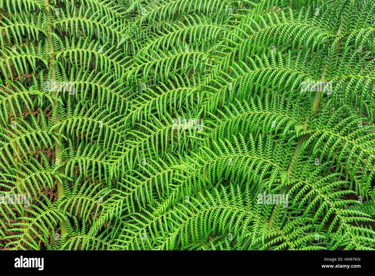 tree fern frond pattern abstract, background texture Stock Photo