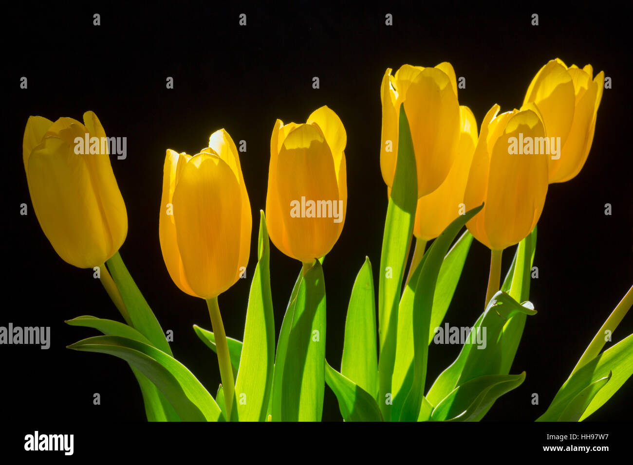 Yellow Tulips in flower Spring photographed using back lighting Stock Photo