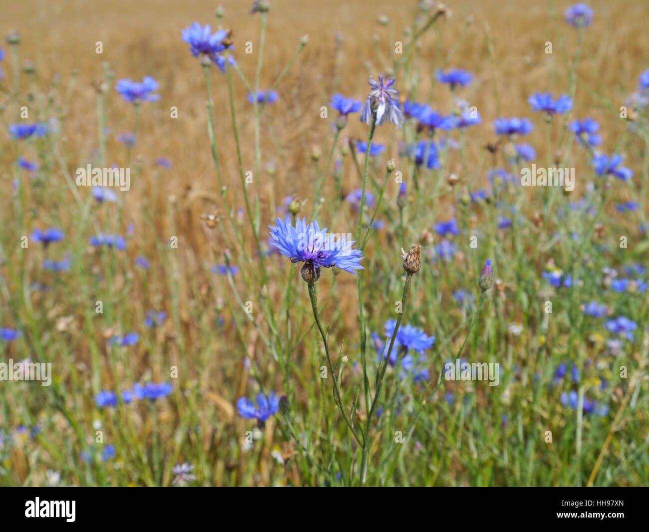 cornflowers in a barley field Stock Photo