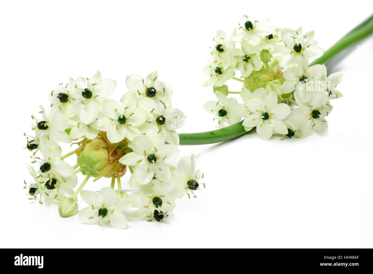 flower, plant, bloom, blossom, flourish, flourishing, blank, european, Stock Photo